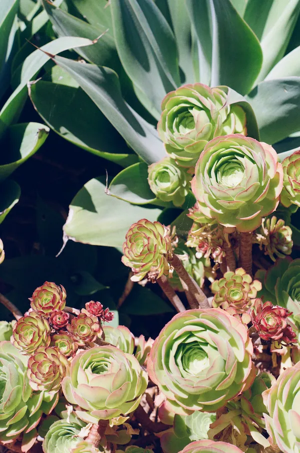 Succulents